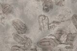 Ordovician Trilobite Mortality Plate - Trilobites On Both Sides #194116-1